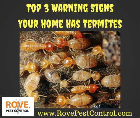 top 3 warning signs your home has termites rove pest control