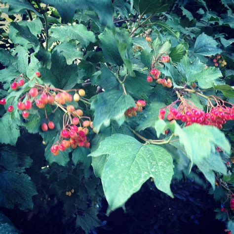 Gobe Designs Tree With Red Berries In Summer