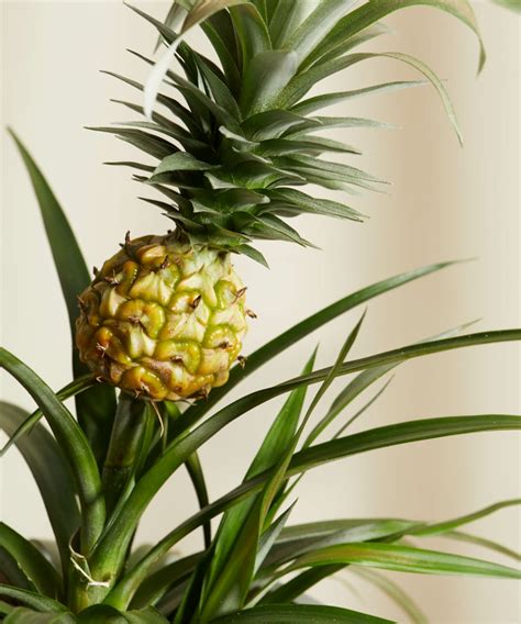 Alles Was Sie über Ananas Pflanze Pflege Wissen Müssen
