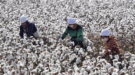 Xinjiang Cotton Sparks Concern Over Forced Labour Claims Bbc News