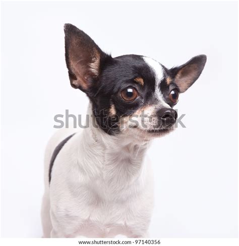 Black White Chihuahua Stock Photo 97140356 Shutterstock