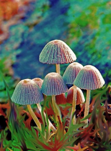 Pin By Hailey Rodriguez On Mushroom And Fungi Stuffed Mushrooms