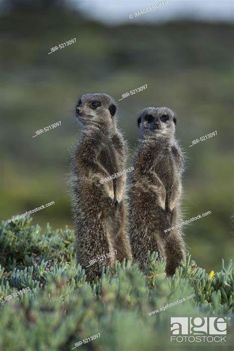 Two Meerkats Suricata Suricatta Little Karoo Western Cape Province