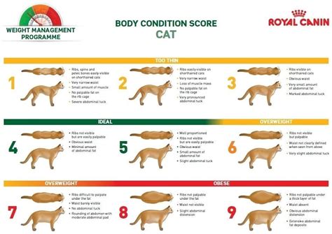 Why Knowing Your Pets Body Condition Score Is Important And What To