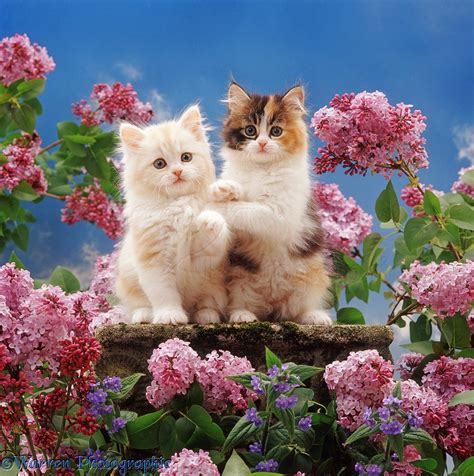 Two Kittens And Flowers Photo Wp37631