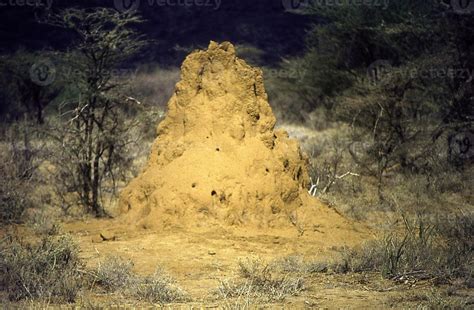 Termite Mounds In The African Savanna 12959254 Stock Photo At Vecteezy