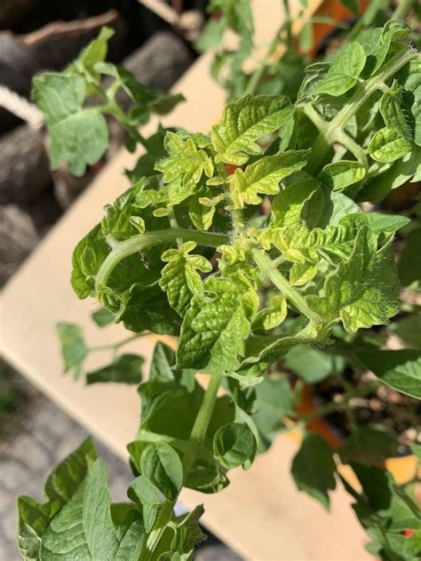 Solutions For Yellowing And Curling Tomato Leaves Exotic