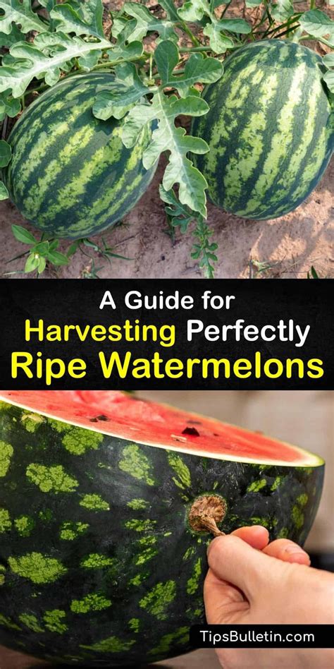 A Guide For Harvesting Perfectly Ripe Watermelons How To Grow