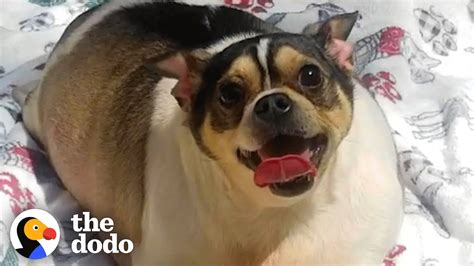 Chunky Chihuahua Loses Half His Body Weight The Dodo Youtube