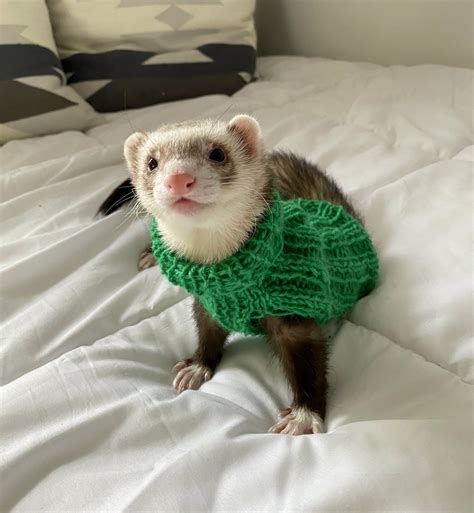 Green Hand Knitted Seemless Ferret Sweater Jumper Handmade Wool Turtle