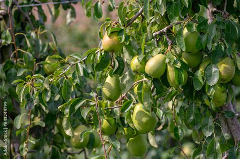 Green Organic Orchards With Rows Of Concorde Pear Trees With Ripening
