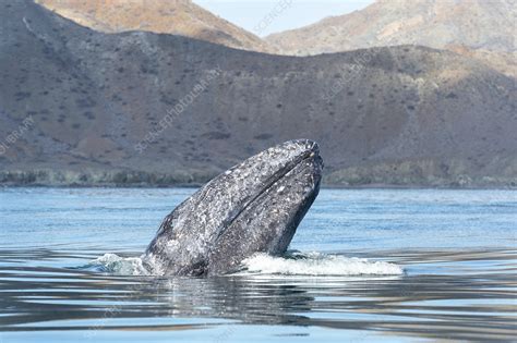 Grey Whale Spyhopping Stock Image C0468095 Science Photo Library