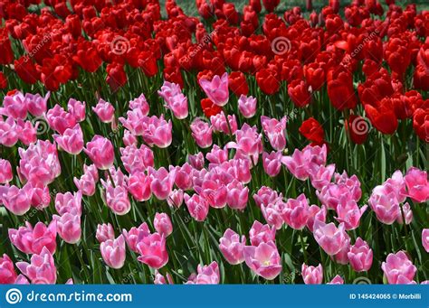 Pink Tulips In Front And Red Tulips I Background Stock