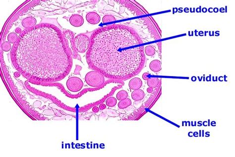 Ascaris Cross Section Female Zoology Uterus Worms
