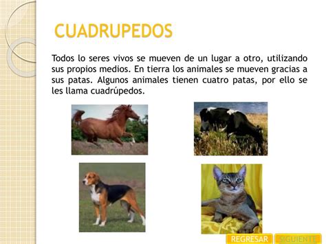 Ppt ClasificaciÓn De Los Animales Powerpoint Presentation Free