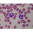 Immunity  Phagocytic Cells Phartoonz