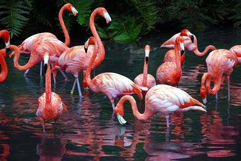 Download 12,000+ royalty free flamingo bird vector images. Flamingo Bird Wallpapers - Wallpaper Cave