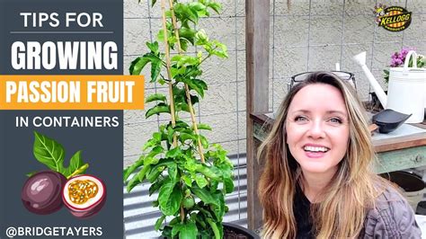 Growing Passion Fruit In Containers Youtube