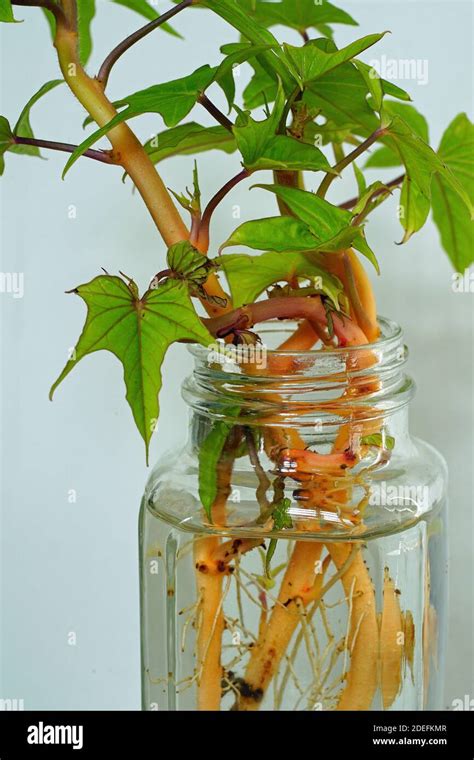 Sweet Potato Leaves Growing Roots From Slips In A Jar Of Water Stock