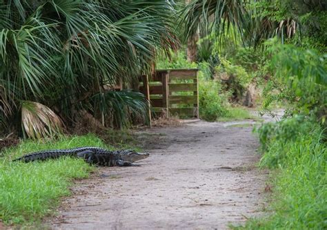 Alligator Alley Lakeland Florida Trip