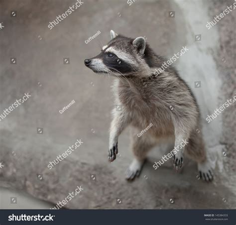 Raccoon Standing On Hind Legs Stock Photo 145384333 Shutterstock