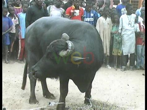 Magal- Les images de l'arrivée des bœufs de Cheikh Béthio
