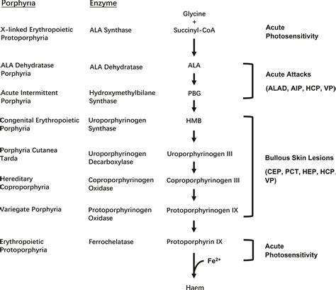 Acute Intermittent Porphyria Qeqe