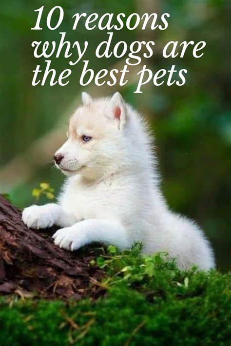 10 Reasons Why Dogs Are The Best Pets Cute Puppies Puppies Funny