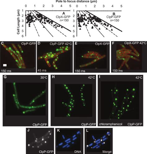Clpx Gfp And Clpp Gfp Form Foci In Nucleoid Excluded Areas A