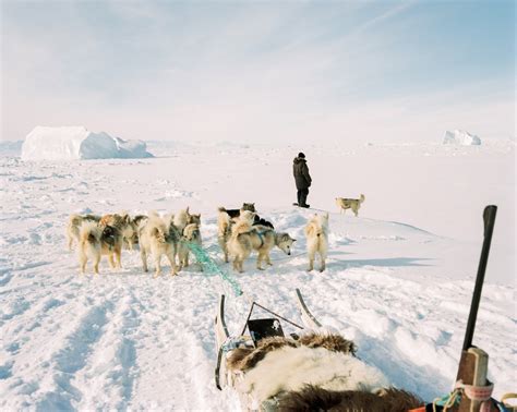 Free Images Dog Sled Sled Dog Mushing Greenland Dog Sled Dog