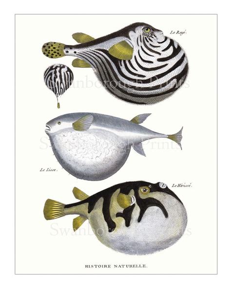 Puffer Fish Print Coral Reef Fish Print Antique French