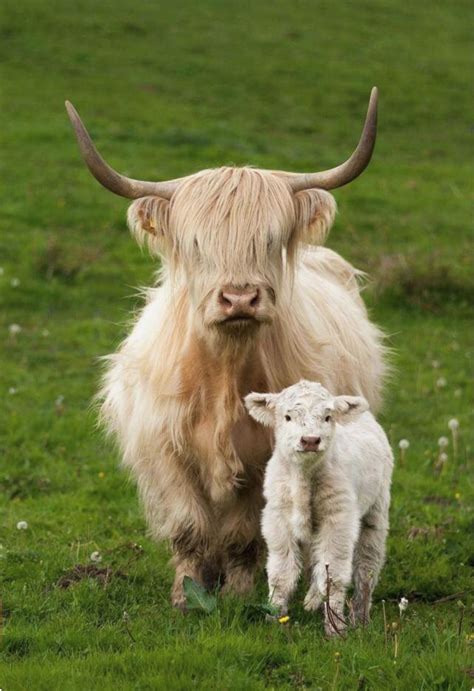 Pretty Blonde Highland Cow And Her Fluffy Calf Fluffy Cows Cow