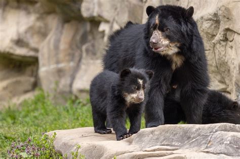 Insanely Cute Andean Bear Cubs At The Smithsonian Zoo Show Their
