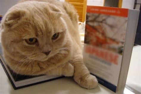 An Orange Scottish Fold Cat I Want One Scottish Fold Kittens Cat