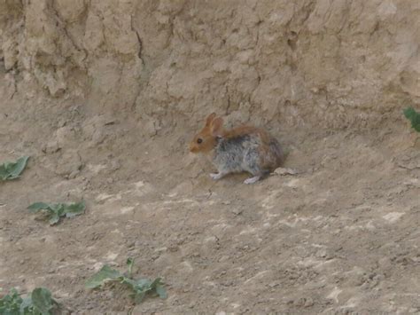 Chinese Red Pika From Gonghe County Hainan Tibetan Autonomous