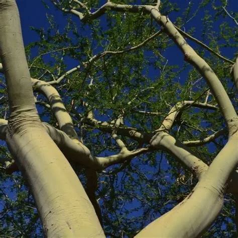 5 Trees That Naturally Have A Green Bark Theyardable