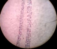 Draw anything from flowcharts to uml , sitemaps and ui mockups right. Department of Zoology at ANDC/Zoology Museum/Permanent ...