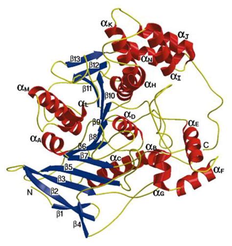 The Crystal Structure Of Bovine Bile Salt Activated Lipase Insights