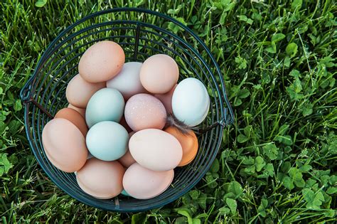 How to Preserve Eggs with These 4 Methods | McMurray Hatchery Blog