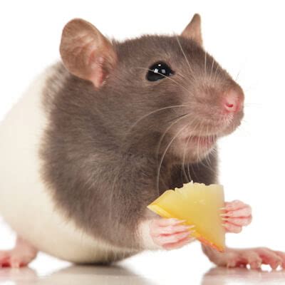 Despite the love lost between mice and cheese, the image of a mouse in desperate search of a hunk of cheese to nosh on permeates pop culture, from shakespeare to so if mice don't like cheese, what do they prefer to eat? Home | Jonathan Wood Veterinary Surgeons