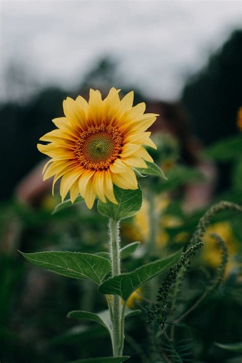 10 Beautiful Sunflower Images That Will Brighten Your Day