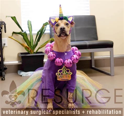 Resurge Veterinary Surgical Specialists And Rehabilitation Covington La