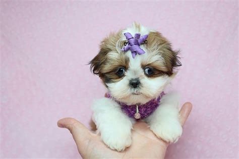 Teacup shih tzu puppies sex: Shih Tzu puppy dog for sale in Las Vegas, Nevada