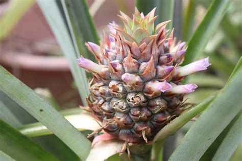 Homestead Life Grow Your Own Pineapples