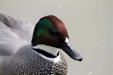 Falcated Teal Pensthorpe 04 05 14 Jamie Reeve Flickr