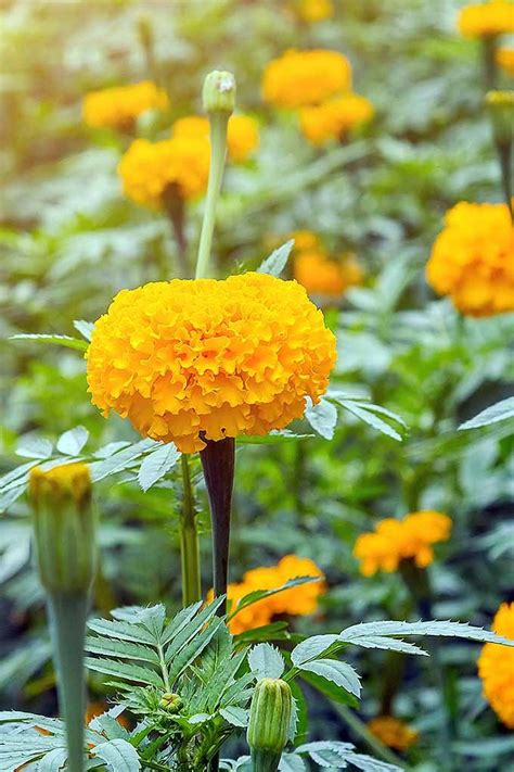 Marigold usually propagated by seeds. Pin on flowers