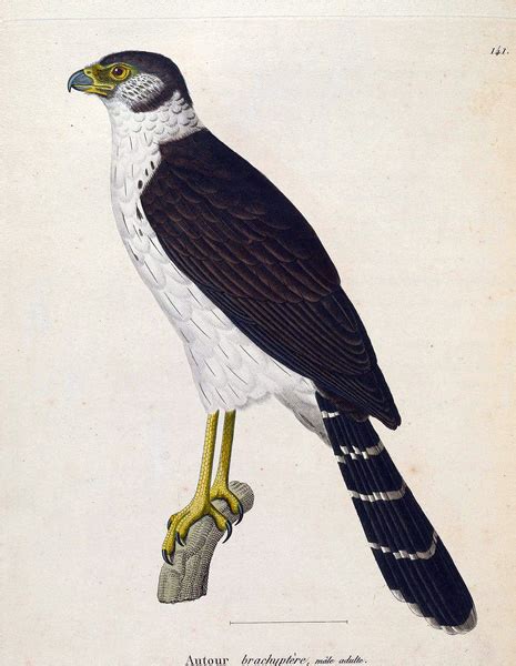 Collared Forest Falcon Micrastur Semitorquatus Species