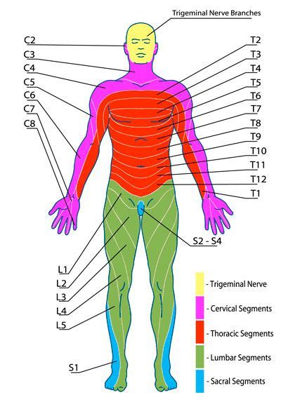 Cervical Radiculopathy Symptoms And Causes Human Cervical