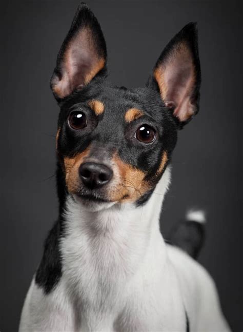 16 Things You Must Know About The Toy Fox Terrier Temperamentqanda