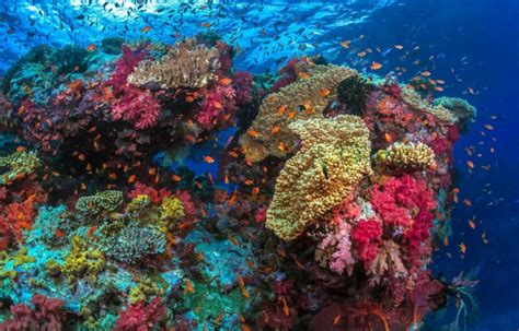 F2a Fiji Isla De Kadavu Zona Sureste Matava Eco Resort Aspasia Dive